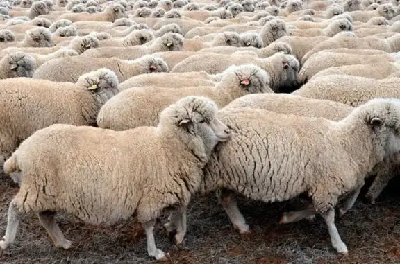 Центр ветеринарии города Орла БУОО на Карачевском шоссе