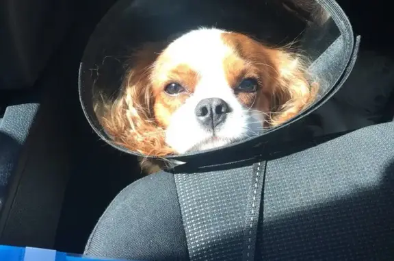 Ветеринарный кабинет на Ланском шоссе