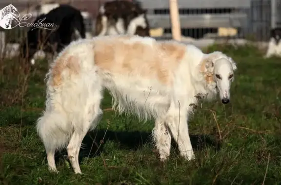 Племенной питомник русских псовых борзых Борзые-Сенавиан в Старице