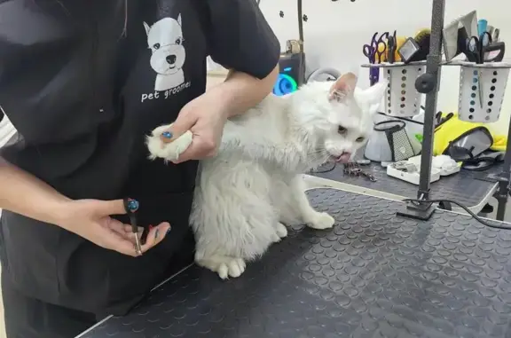 Зоогостиница Котелло