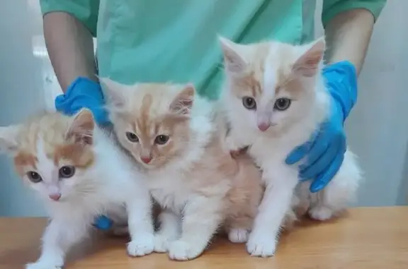 Айболит, ветеринарный центр