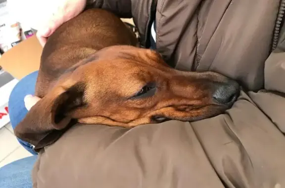 Евроветсервис, ветеринарная клиника