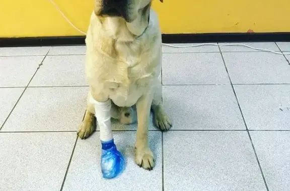 Белый бульдог, ветеринарная клиника