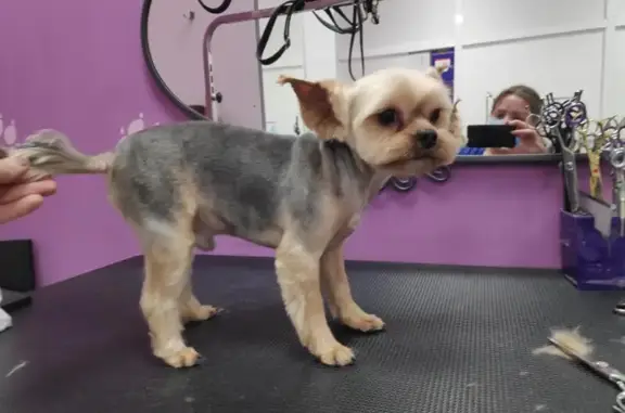 Зоосалон для домашних животных ЙОРК на Мироновской улице, 18