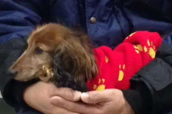 Ветеринарная клиника Котопес на улице Чайковского