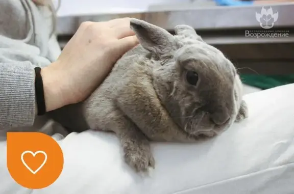 Возрождение, ветеринарная клиника