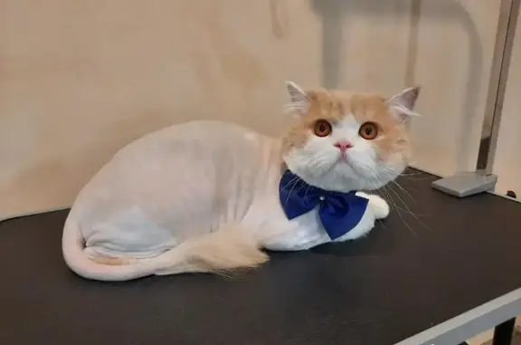 Салон-школа груминга Dog&Cat