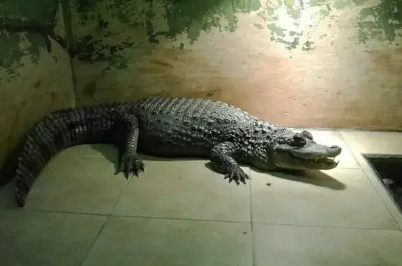 Акватеррариум