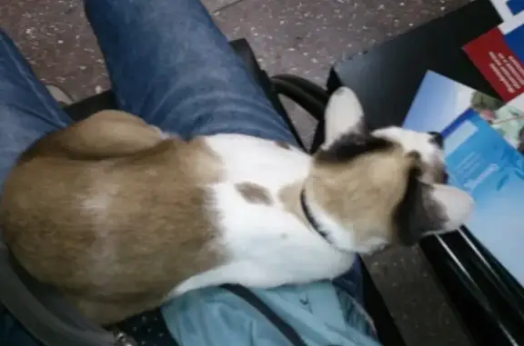 Доктор Айболит, ветеринарная клиника