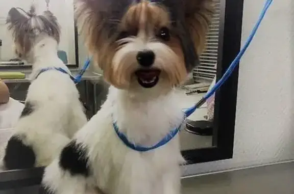 Парикмахерская для животных Аврора