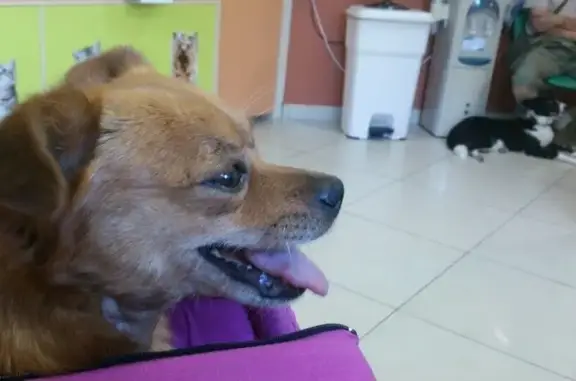 Ветпрофальянс, центр ветеринарной хирургии