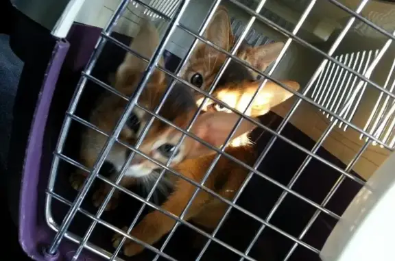 Читинская городская станция по борьбе с болезнями животных