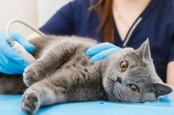 Ветеринарная клиника ВетМед на Красноармейской улице в Красногорске