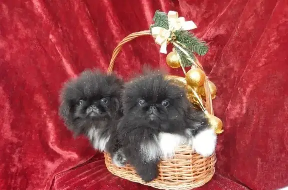 Питомник Большое чудо