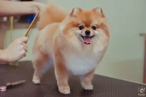 Салон стрижки собак и кошек Хвостатый друг