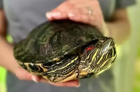 Гостиница для животных Panda на Просторной улице