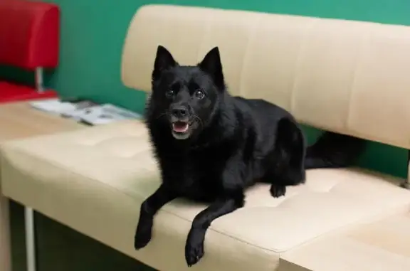 ВетКудрово, ветеринарный центр