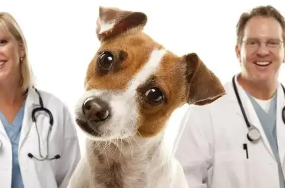 КардиоВет, ветеринарная клиника