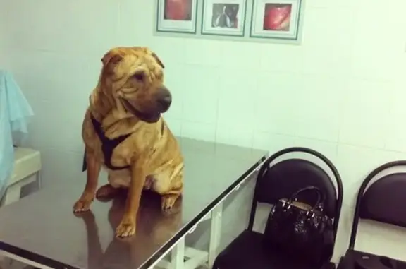 Ветеринарная клиника Слон на Туапсинской улице