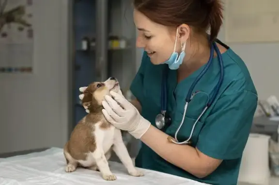 Ветеринарная клиника Любимчик на улице Свердлова, 26 в Балашихе