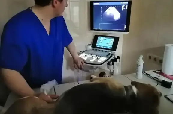 Белый волк, ветеринарная клиника