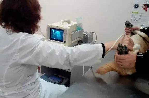 Ветеринарный кабинет на Комсомольском проспекте