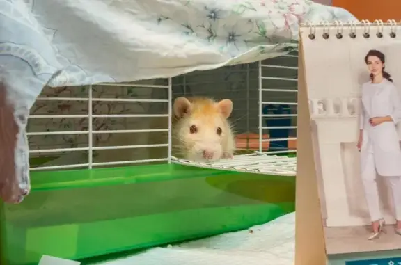 Эрика, ветеринарная клиника