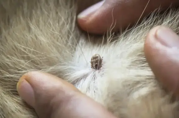 Ветеринарная клиника Финист