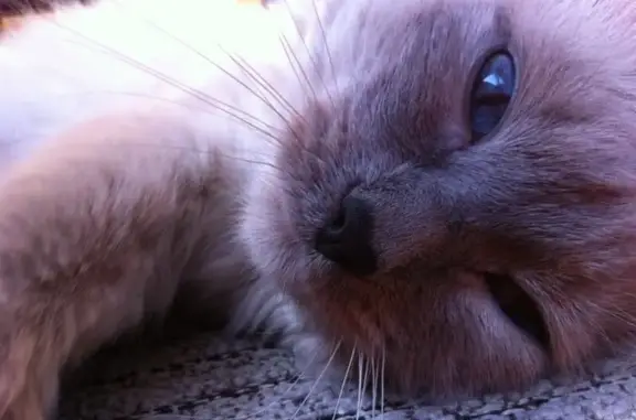 Амиго, ветеринарная клиника