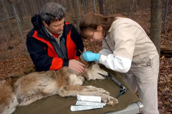 Рыжий лис, ветеринарная клиника