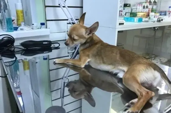 Бетховен, ветеринарная клиника