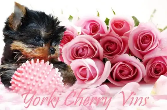 Питомник йоркширских терьеров Черри Винс на проспекте Луначарского