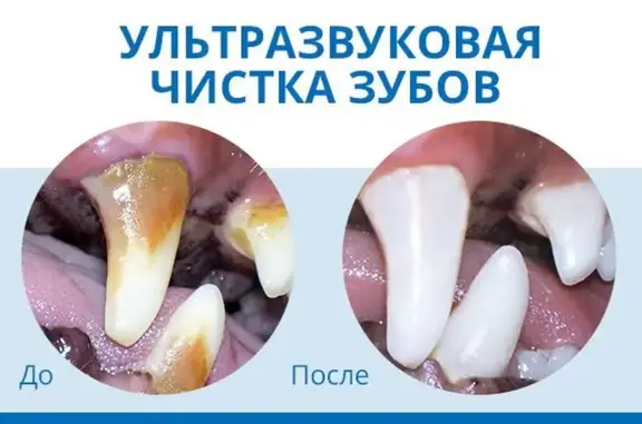 ВетДоктор, ветеринарная клиника