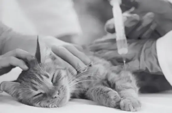 Компания Ритуал вет на Вагоноремонтной улице