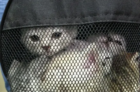 Клуб любителей кошек Баст