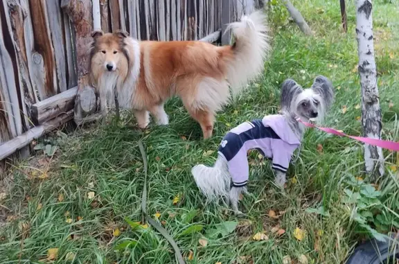 Гостинично-дрессировочный клуб На Орловской