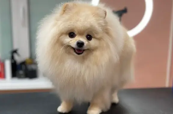 Зоосалон Grooming park на метро Парнас