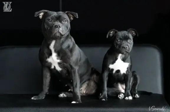 Питомник «Ok’Vi Land» на метро Ленинский проспект