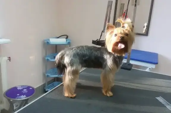 Груминг-студия на улице Орджоникидзе, 13