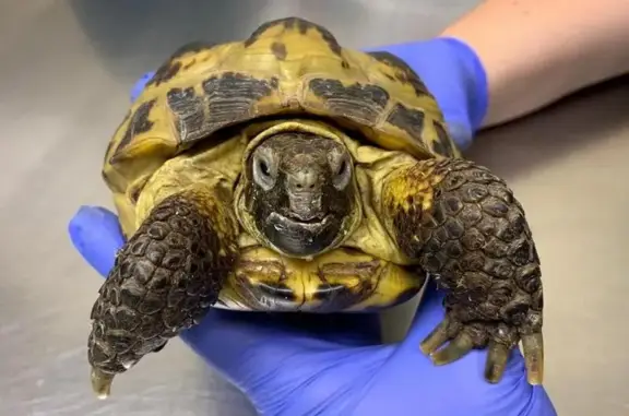 Доктор Пух, ветеринарная клиника