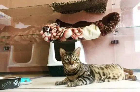 Отель для котов Терракот на 1-ом Сормовском проезде