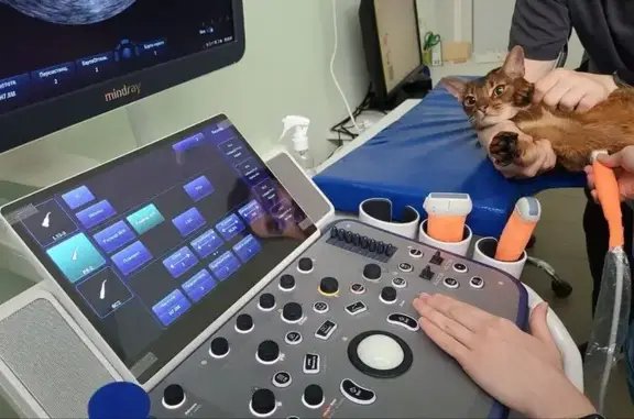 ЛеоВет, ветеринарная клиника