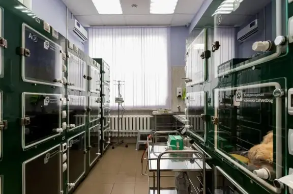 CatVetDog, лазарет