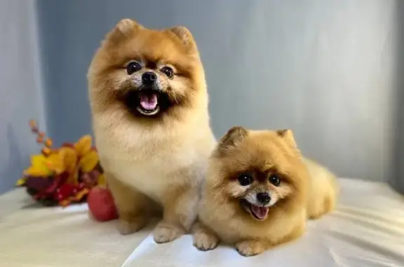 Зоосалон Кот&Пёс на Ленинском проспекте, 124