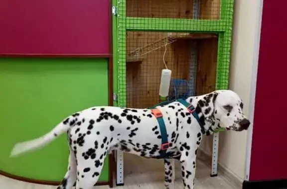 Котолея, ветеринарный центр