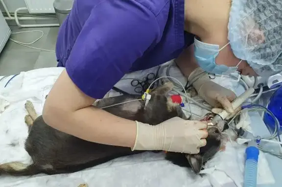 Ветеринарный кабинет НЭНСИ в Парголово