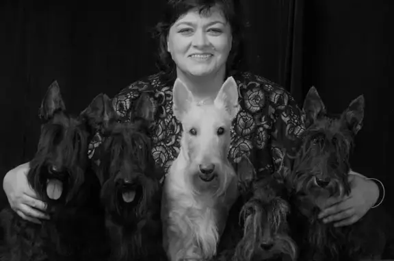 Питомник шотландских терьеров Impish imp на проспекте Труда