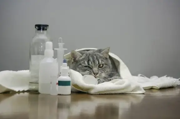 Ветеринарная клиника Лапы хвост на Пролетарском проспекте, 7 в Щёлково