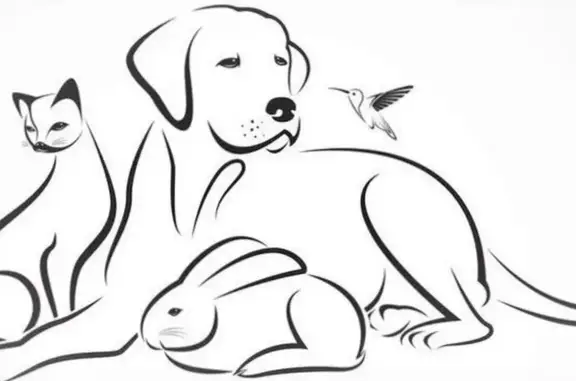 Энимал Сити, ветеринарная клиника