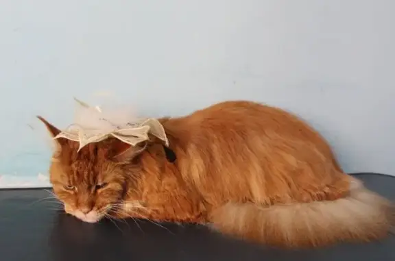 Парикмахерская для животных Кудряшка Сью на Профсоюзной улице